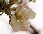 Apple Flower with Rain